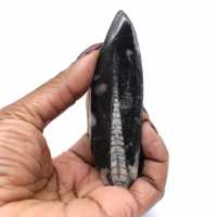 Orthoceras fossil Morocco