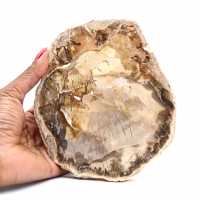 Natural polished petrified wood