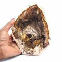 Natural fossilized wood slice