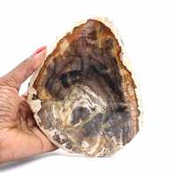 Madagascar petrified wood