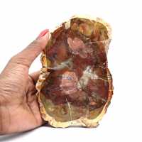 Madagascar Polished Fossilized Wood