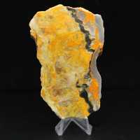Bumblebee Jasper