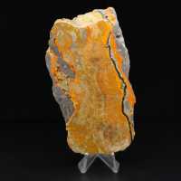 Bumblebee Jasper