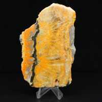 Bumblebee Jasper