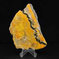Bumblebee Jasper