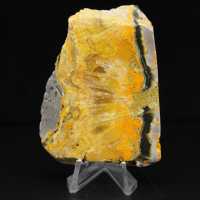 Bumblebee Jasper