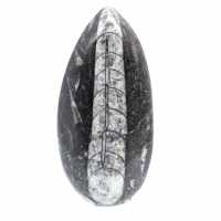 Fossil Orthoceras from Morocco