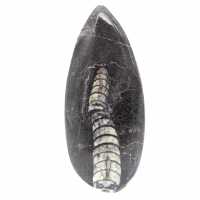 Fossil Orthoceras