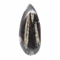 Fossil Orthoceras from Morocco