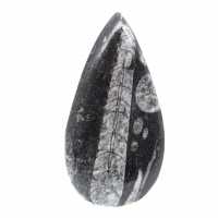 Fossil Orthoceras