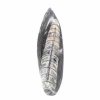 Fossil Orthoceras from Morocco