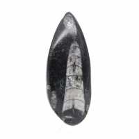 Fossil Orthoceras
