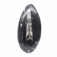 Fossil Orthoceras from Morocco