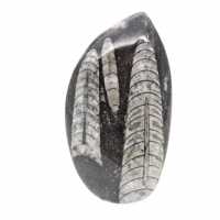 Fossil Orthoceras
