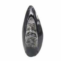 Fossil Orthoceras from Morocco
