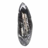 Fossil Orthoceras