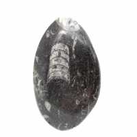 Fossil Orthoceras from Morocco