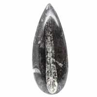 Fossil Orthoceras