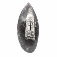 Fossil Orthoceras from Morocco