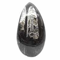 Fossil Orthoceras