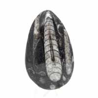 Fossil Orthoceras from Morocco