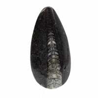 Fossil Orthoceras from Morocco