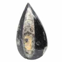 Fossil Orthoceras