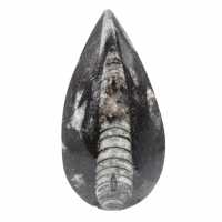 Fossil Orthoceras from Morocco