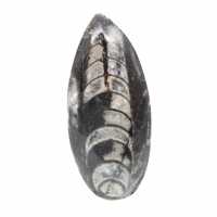 Fossil Orthoceras