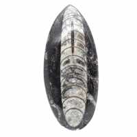 Fossil Orthoceras from Morocco