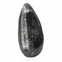 Fossil Orthoceras