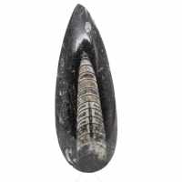 Fossil Orthoceras from Morocco
