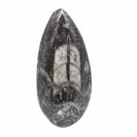 Fossil Orthoceras