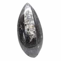 Fossil Orthoceras from Morocco