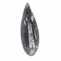 Fossil Orthoceras from Morocco