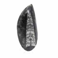 Fossil Orthoceras