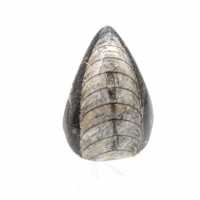 Fossil Orthoceras from Morocco