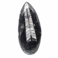 Fossil Orthoceras from Morocco