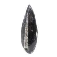Fossil Orthoceras