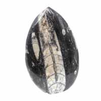 Fossil Orthoceras from Morocco
