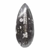 Fossil Orthoceras