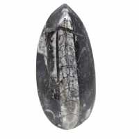 Fossil Orthoceras from Morocco