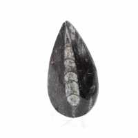 Fossil Orthoceras