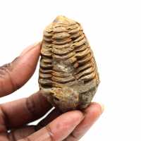 Fossil trilobite