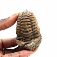 Fossil trilobite
