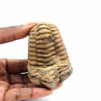 Fossil trilobite