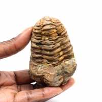 Fossil trilobite