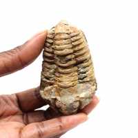 Fossil trilobite