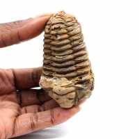 Fossil trilobite