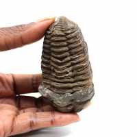 Fossil trilobite